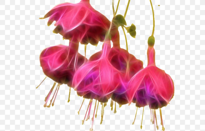 Fuchsia Clip Art Plants Pinkladies, PNG, 700x525px, Fuchsia, Cut Flowers, Evening Primrose Family, Evening Primroses, Flower Download Free