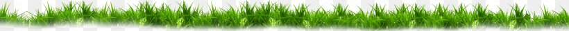 Green, PNG, 3336x186px, Green, Grass Download Free