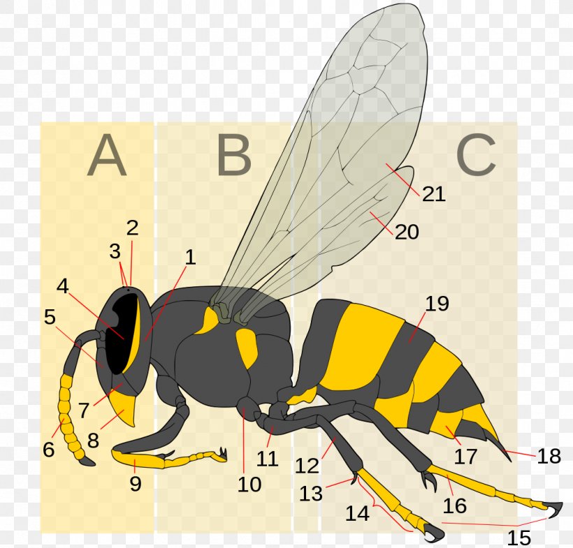 Hornet Bee Insect Wasp Yellowjacket, PNG, 1069x1024px, Hornet, Anatomy, Arthropod, Bee, Butterfly Download Free