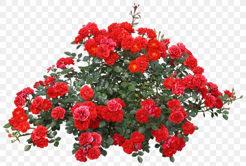 Rose Shrub Clip Art Image, PNG, 940x635px, Rose, Annual Plant, Begonia, Bouquet, Cut Flowers Download Free