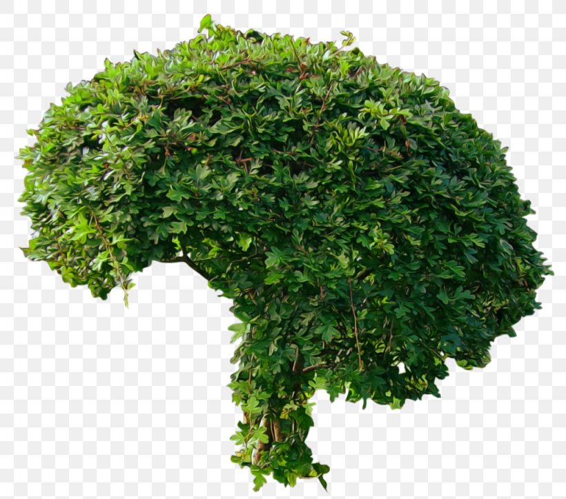 Tree Shrub DeviantArt Weeping Fig, PNG, 1024x905px, 2d Computer Graphics, Shrub, Branch, Evergreen, Flowerpot Download Free