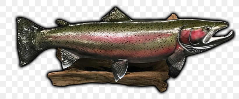 Coho Salmon Rainbow Trout Fish Museum, PNG, 800x341px, Coho Salmon, Coho, Fish, Museum, Rainbow Download Free