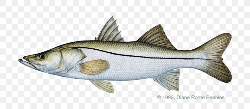 Common Snook Fly Fishing Recreational Fishing Game Fish, PNG, 720x360px, Common Snook, Angling, Animal Figure, Barramundi, Bass Download Free