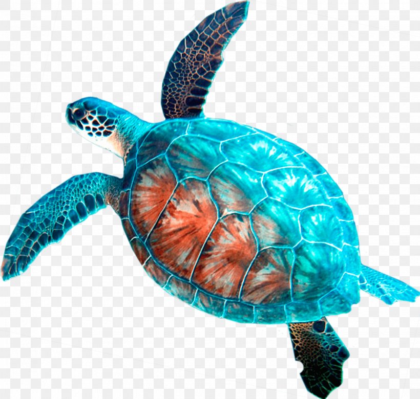 Loggerhead Sea Turtle Car Rental Hanauma Bay, PNG, 1428x1359px, Loggerhead Sea Turtle, Aqua, Box Turtle, Box Turtles, Car Download Free