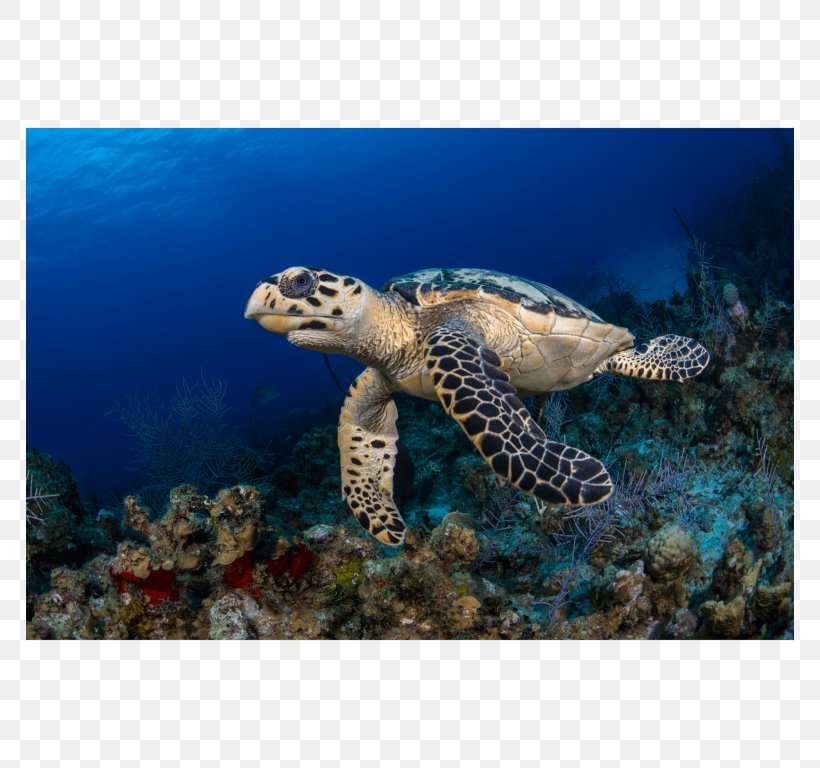 Loggerhead Sea Turtle Hawksbill Sea Turtle Coral Reef Tortoise, PNG, 768x768px, Loggerhead Sea Turtle, Canvas, Canvas Print, Caribbean Reef Shark, Coral Download Free