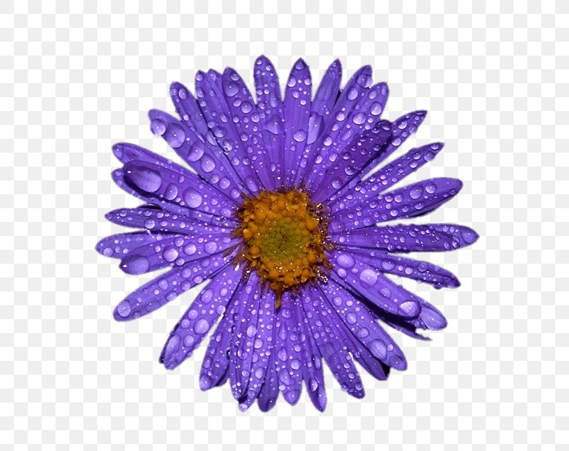 Petal Flower Invisibobble Hair Ring, PNG, 650x650px, Petal, African Daisy, Alpine Aster, Aster, Barberton Daisy Download Free