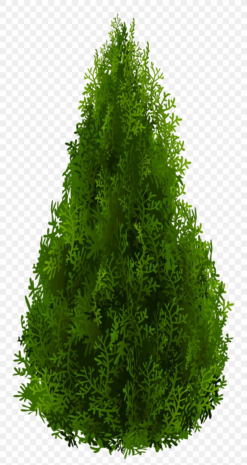 Shrub Tree Spruce Clip Art, PNG, 2627x4953px, Arborvitae, Art, Bald Cypress, Biome, Conifer Download Free