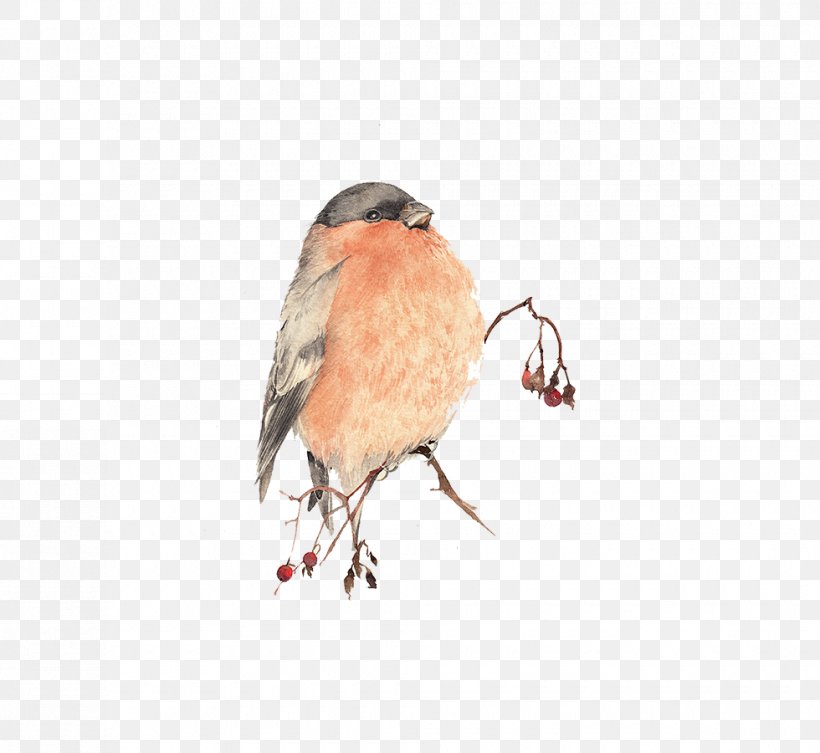 Bird Watercolor Painting, PNG, 980x900px, Bird, Beak, Designer, Drawing, Fauna Download Free