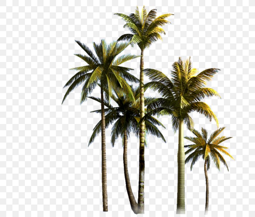 Coconut Palm Trees Asian Palmyra Palm Clip Art, PNG, 700x700px, Coconut, Arecales, Asian Palmyra Palm, Attalea Speciosa, Blue Coconut Tree Download Free