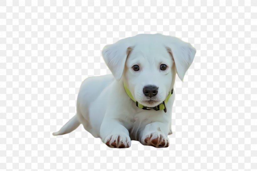 Dog Dog Breed Puppy White Labrador Retriever, PNG, 2448x1632px, Dog, Dog Breed, Labrador Retriever, Puppy, Retriever Download Free