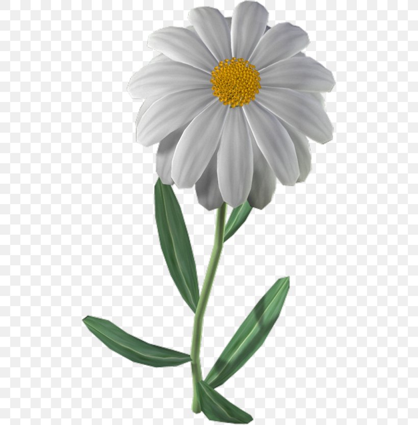 Flowers Background, PNG, 500x833px, Chamomile, Aster, Blume, Botany, Camomile Download Free