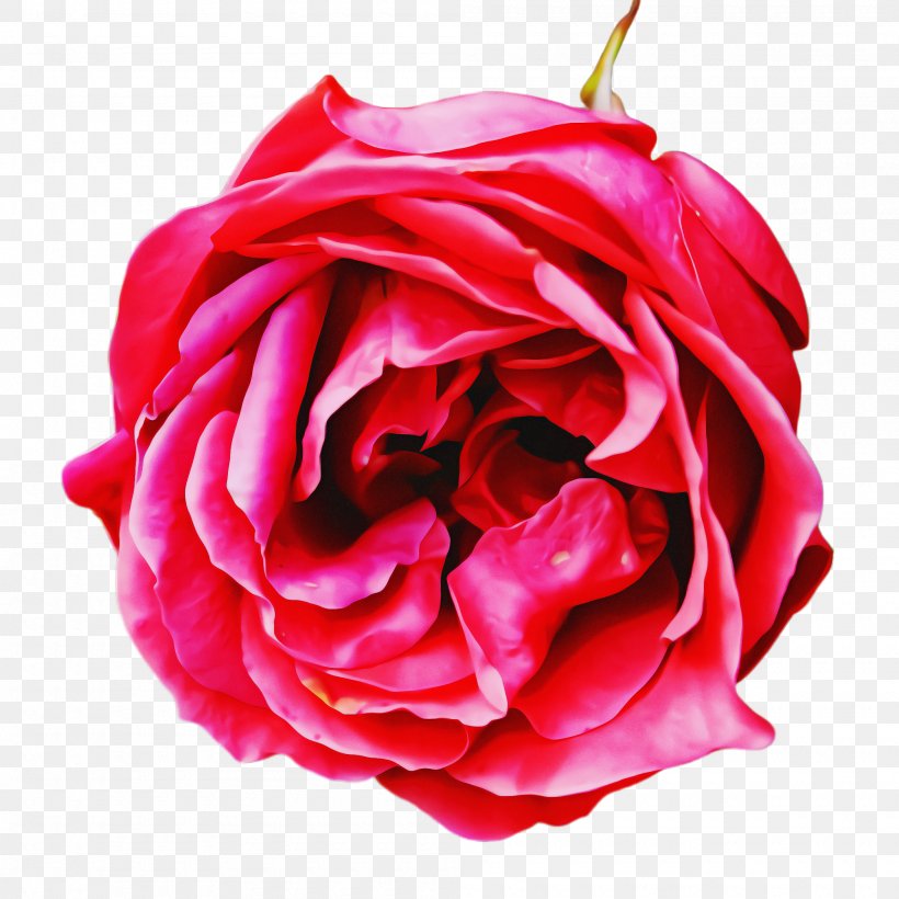 Garden Roses, PNG, 2000x2000px, Garden Roses, Floribunda, Flower, Hybrid Tea Rose, Petal Download Free