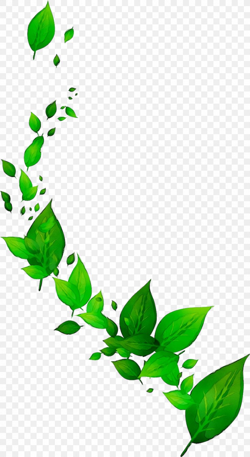 Leaf Green Tea, PNG, 900x1646px, Tea, Black Tea, Branch, Flower, Green ...