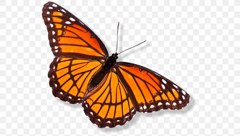 Monarch Butterfly Pieridae Brush-footed Butterflies Insect, PNG, 542x465px, Monarch Butterfly, Art, Arthropod, Brush Footed Butterfly, Brushfooted Butterflies Download Free