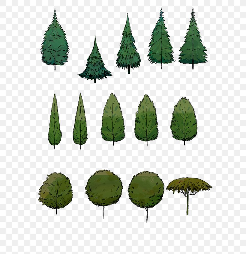 Spruce Biome Leaf, PNG, 600x848px, Spruce, Biome, Conifer, Evergreen, Fir Download Free