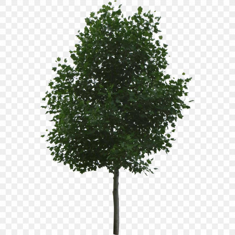 Tree Shrub, PNG, 2988x2988px, Tree, Arborvitae, Barberry, Bonsai, Branch Download Free