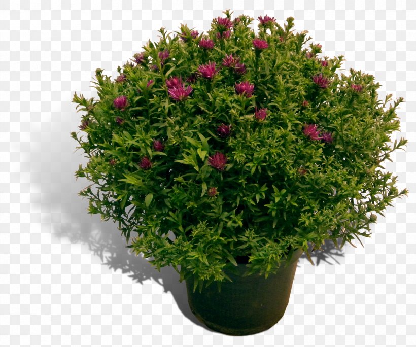 Aster Shrub English Yew Plants Flowerpot, PNG, 2405x2009px, Aster, Annual Plant, Arborvitae, Barberry, Bonsai Download Free