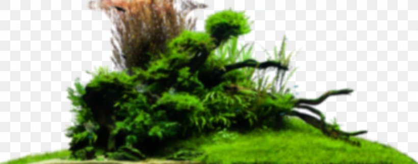 Bonsai Grasses Tree Design Herbaceous Plant, PNG, 1282x505px, Bonsai, Embryophyte, Family, Grass, Grasses Download Free