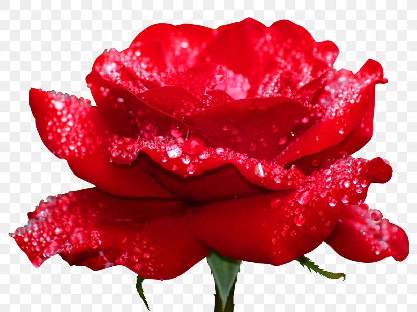 DeviantArt YouTube Flower, PNG, 1440x1080px, Deviantart, Art, Carnation, China Rose, Close Up Download Free