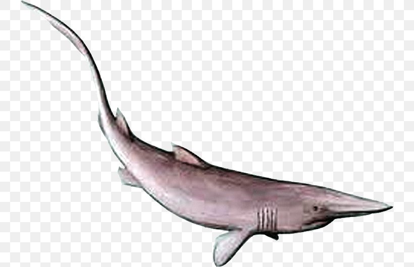 Goblin Shark Lamniformes Anomotodon Carcharhinus, PNG, 738x529px, Goblin, Basking Shark, Carcharhinus, Carcharhinus Priscus, Cartilaginous Fish Download Free
