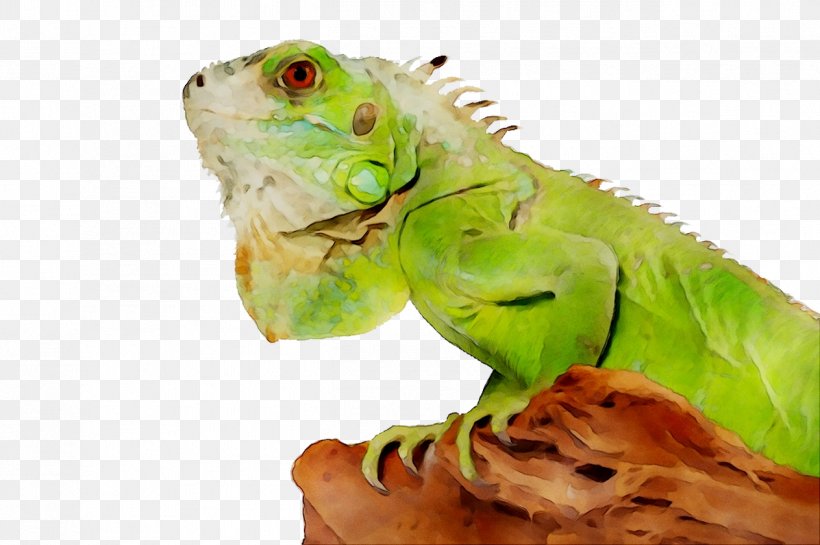 Lizard Reptile Green Iguana Cat Pet, PNG, 1263x840px, Lizard, Aquarium, Bearded Dragons, Cat, Chameleon Download Free