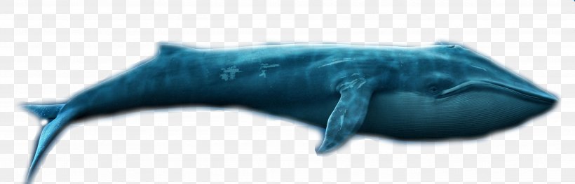 Tiger Shark Dolphin Requiem Shark, PNG, 3543x1139px, Tiger Shark, Animal, Animal Figure, Biology, Blue Download Free