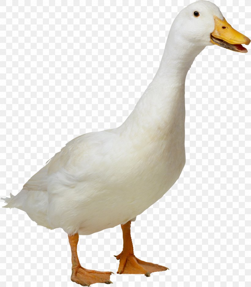 American Pekin Duck Goose Clip Art, PNG, 2535x2901px, American Pekin, Beak, Bird, Duck, Ducks Geese And Swans Download Free