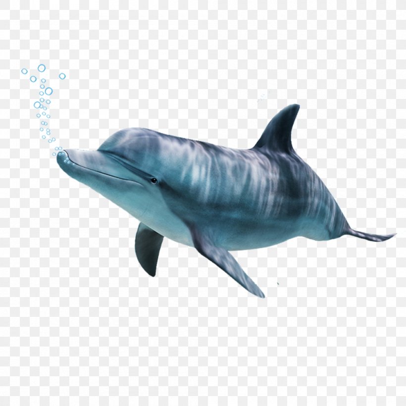 Common Bottlenose Dolphin Tucuxi Short-beaked Common Dolphin Wholphin Rough-toothed Dolphin, PNG, 1000x1000px, Common Bottlenose Dolphin, Cetacea, Computer Software, Coreldraw, Dolphin Download Free