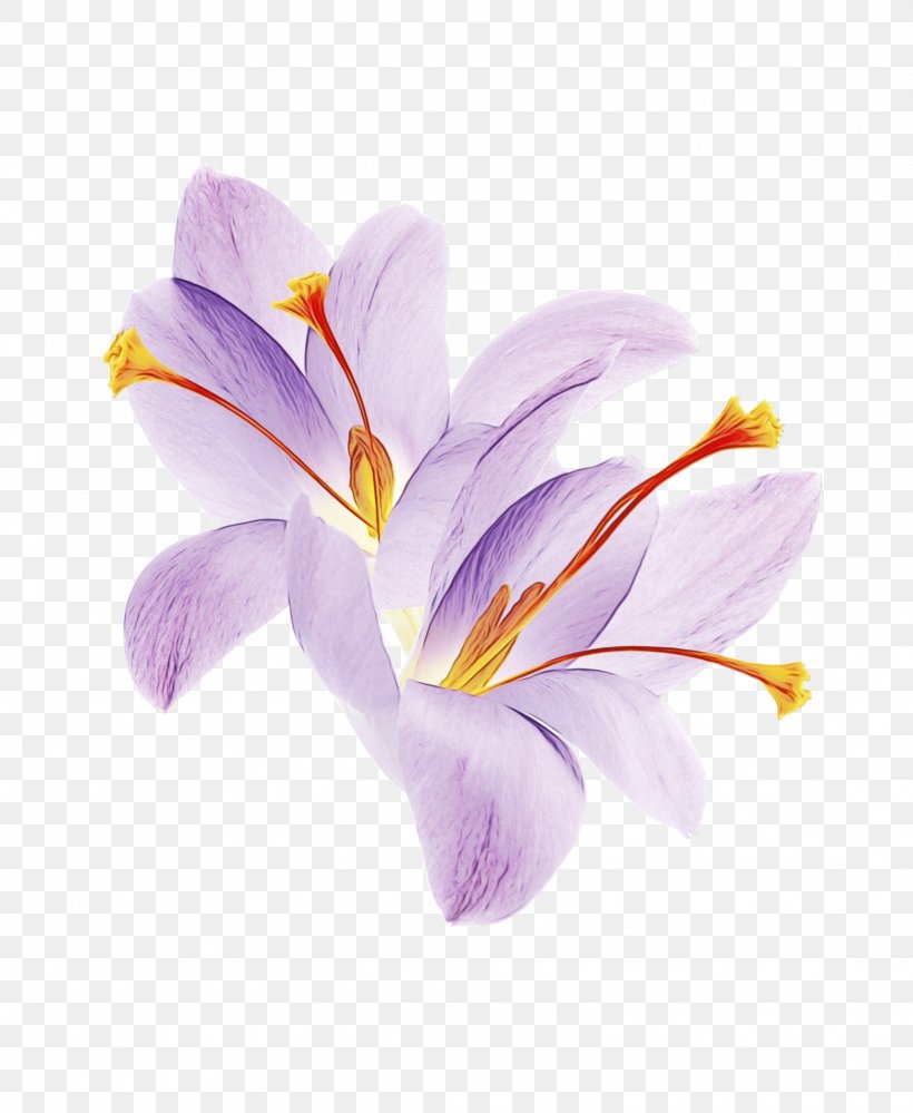 Flower Petal Cretan Crocus Plant Crocus, PNG, 1559x1900px, Watercolor, Cretan Crocus, Crocus, Flower, Paint Download Free