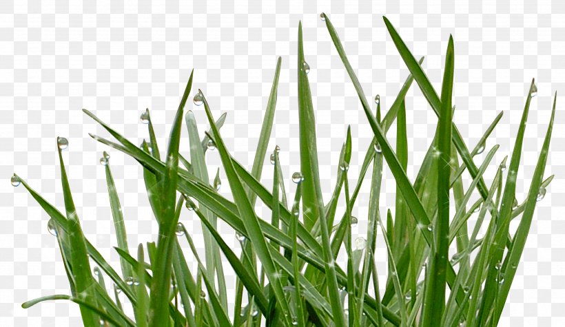Vetiver Water Sweet Grass Wheatgrass Moisture, PNG, 3425x1988px, Vetiver, Chrysopogon, Chrysopogon Zizanioides, Ephedra, Family Download Free