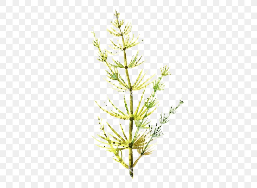 White Pine Plant Green American Larch Lodgepole Pine, PNG, 500x600px, White Pine, American Larch, Grass, Grass Family, Green Download Free