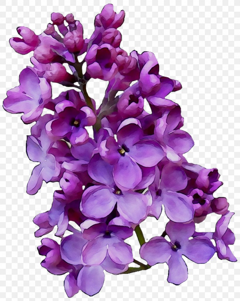 Lilac Cut Flowers Violet Family M Invest D.o.o., PNG, 1034x1300px, Lilac, Artificial Flower, Cut Flowers, Family M Invest Doo, Flower Download Free