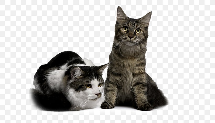 Maine Coon American Shorthair European Shorthair American Wirehair Whiskers, PNG, 600x470px, Maine Coon, American Shorthair, American Wirehair, British Shorthair, Carnivoran Download Free