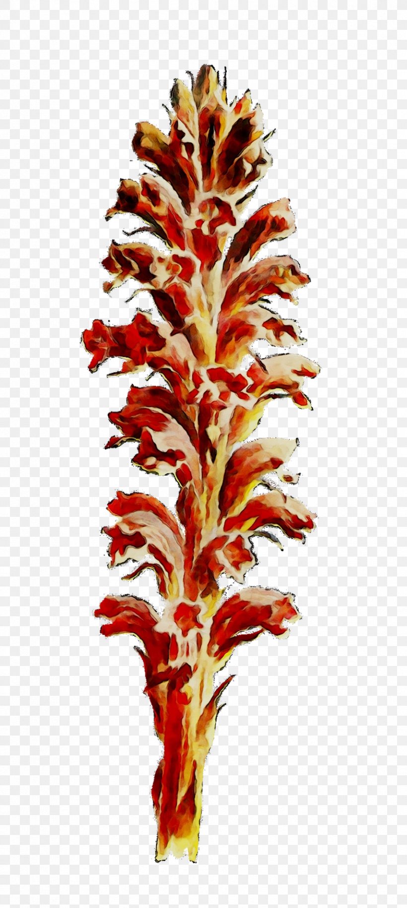 Plant Stem Flowering Plant Plants, PNG, 854x1903px, Plant Stem, Aquarium Decor, Broomrape, Castilleja, Flower Download Free