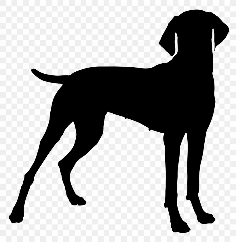 Your Vizsla Jack Russell Terrier Bulldog Hunting Dog, PNG, 2653x2721px, Vizsla, Bulldog, Canidae, Carnivore, Dog Download Free