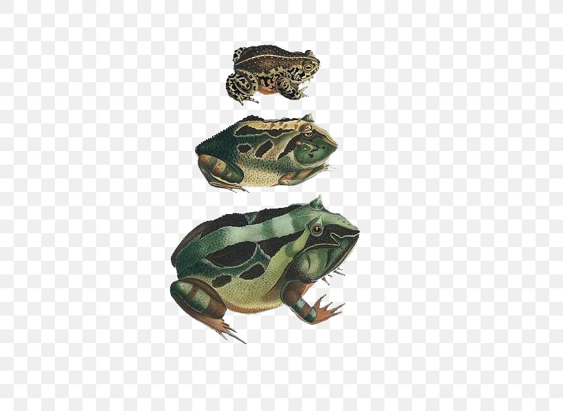 American Bullfrog Natterjack Toad Amphibians Common Frog, PNG, 419x599px, American Bullfrog, American Water Frogs, Amphibian, Amphibians, Art Download Free