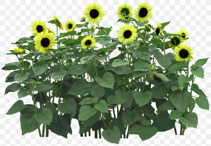 Common Sunflower Flowerpot Flower Garden, PNG, 1024x707px, Common Sunflower, Annual Plant, Cut Flowers, Daisy Family, Flower Download Free