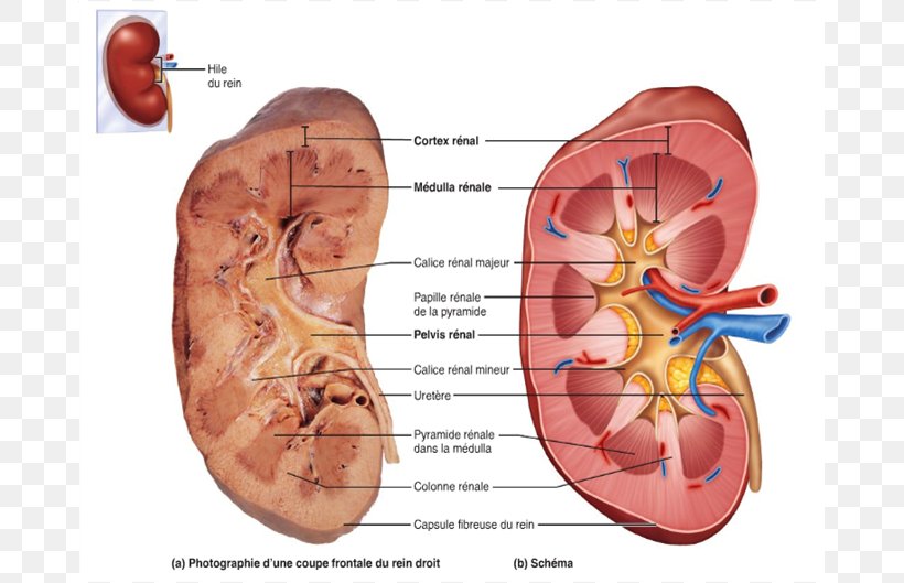 Gross Anatomy Kidney Nephron Excretory System, PNG, 762x529px, Watercolor, Cartoon, Flower, Frame, Heart Download Free