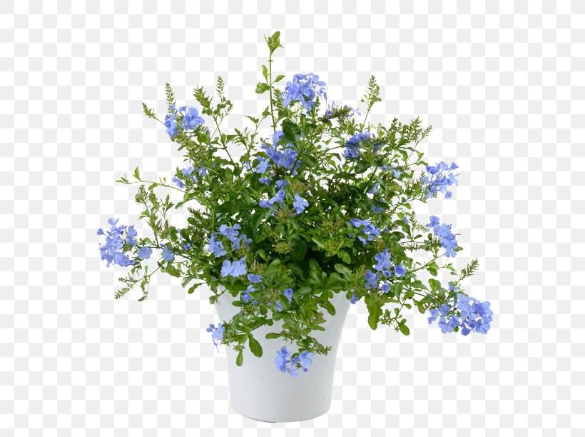 Plumbago Auriculata Scorpion Grasses Annual Plant Perennial Plant Flower, PNG, 610x612px, Plumbago Auriculata, Agriculture, Annual Plant, Blue, Borage Family Download Free