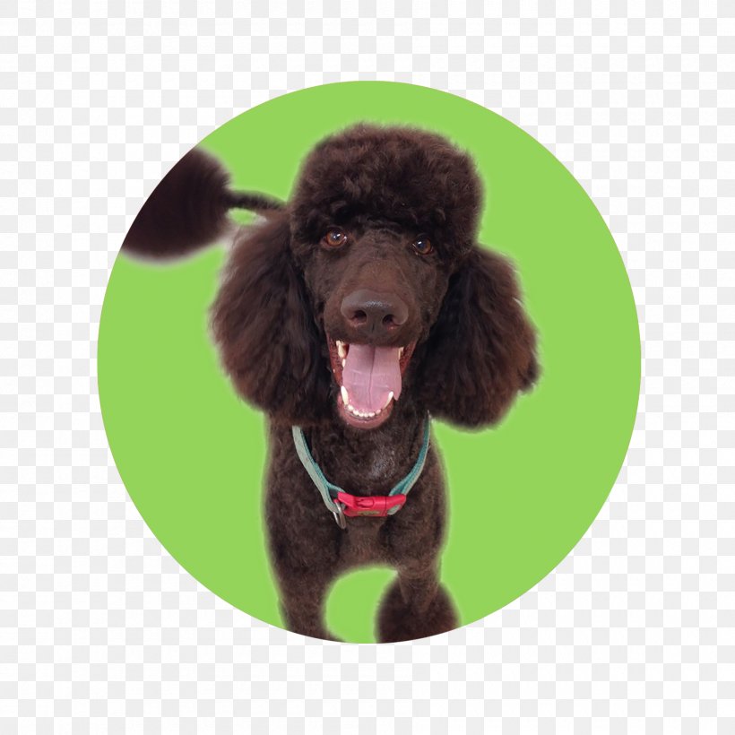 Standard Poodle Irish Water Spaniel American Water Spaniel Miniature Poodle Boykin Spaniel, PNG, 1800x1800px, Standard Poodle, American Water Spaniel, Boykin Spaniel, Breed, Carnivoran Download Free