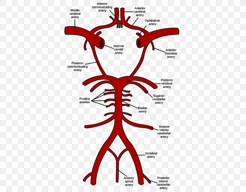 Circle Of Willis Brain Vertebral Artery Basilar Artery, PNG, 402x640px, Watercolor, Cartoon, Flower, Frame, Heart Download Free