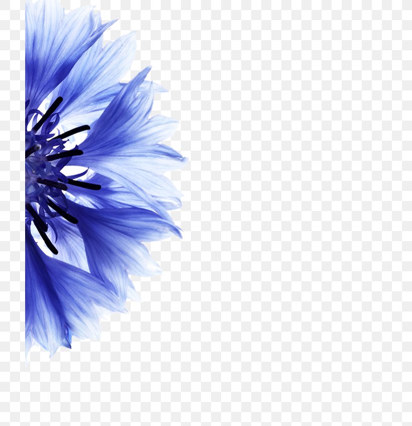Cornflower Petal Blue Flower, PNG, 720x848px, Cornflower, Bauschlomb Soflens 38, Blue, Blue Flower, Cut Flowers Download Free