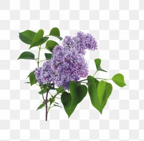 Lilacs Images, Lilacs Transparent PNG, Free download