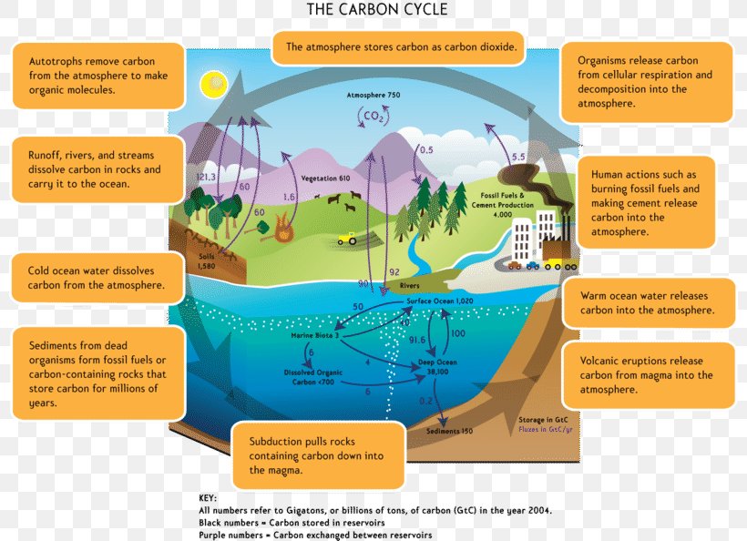 The Carbon Cycle Global Warming Greenhouse Effect Carbon Dioxide, PNG, 800x594px, Carbon Cycle, Atmosphere Of Earth, Carbon, Carbon Dioxide, Climate Change Download Free