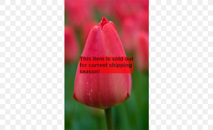 Tulip Petal Plant Stem Bud Close-up, PNG, 500x500px, Tulip, Bud, Close Up, Closeup, Flower Download Free