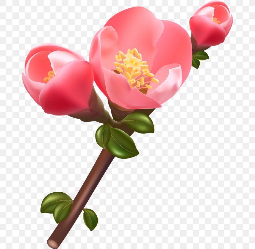 Flower Stock Photography, PNG, 678x800px, Flower, Alamy, Blossom, Cut Flowers, Floral Design Download Free