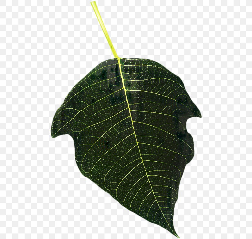 Tree Leaf, PNG, 494x778px, Leaf, Anthurium, Flower, Plant, Tree Download Free