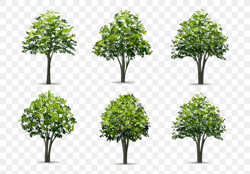 Arbor Day, PNG, 1000x696px, Tree, Arbor Day, Flower, Grass, Leaf Download Free