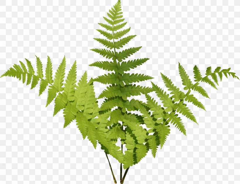 Burknar Plant Leaf Fern, PNG, 1200x924px, Burknar, Fern, Ferns And Horsetails, Leaf, Ostrich Fern Download Free