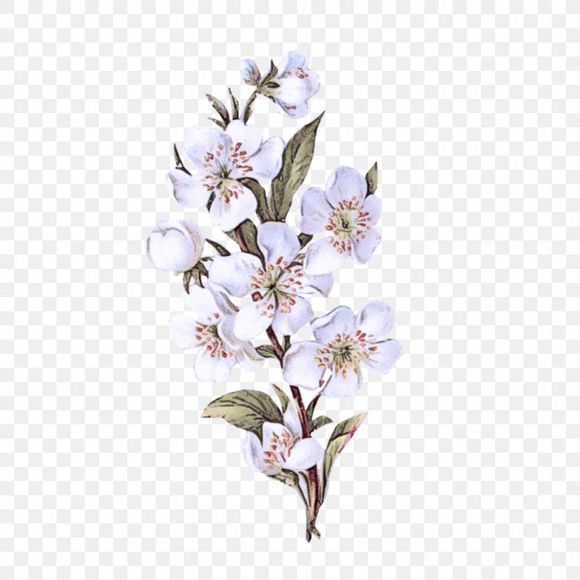 Cherry Blossom, PNG, 1024x1024px, Flowering Plant, Blossom, Branch, Cherry Blossom, Flower Download Free